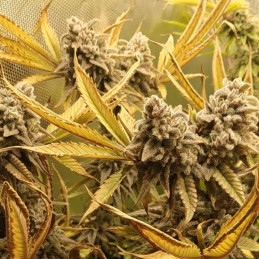 Amnesia Gold Auto