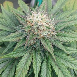 Cookies Gelato