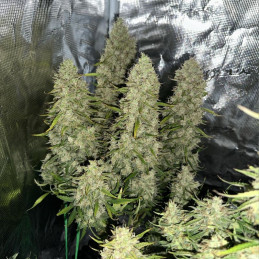 Green Crack Punch