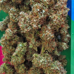 Haze Berry