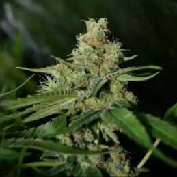 Medical Mass CBD