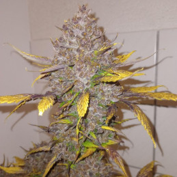 Purple Punch Auto