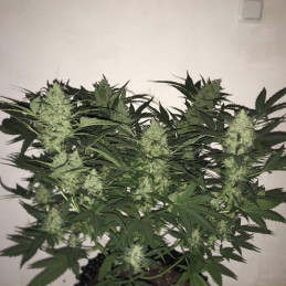 Royal Medic CBD