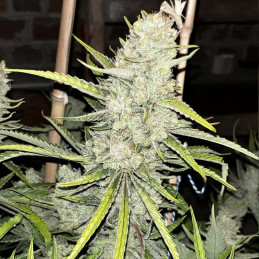 Shining Silver Haze