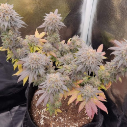 Special Kush 1