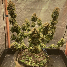 Tatanka Pure CBD