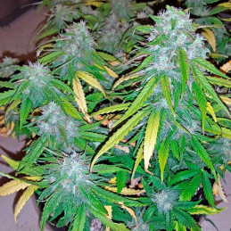 Auto Sweet Soma