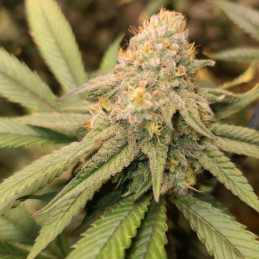 Chocolate Skunk