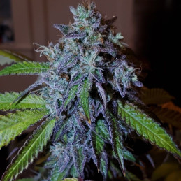 Northern Light