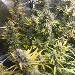 Bangui Haze