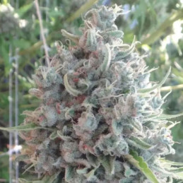 Bubba Kush x PCK