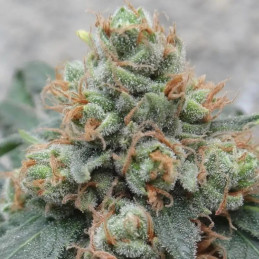 Hashplant S1