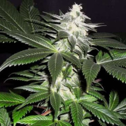 Ice Kush