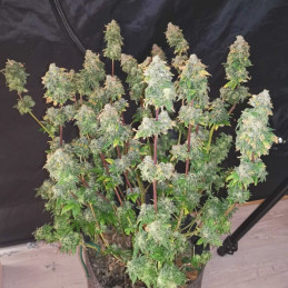 Russian Gold