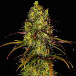 Mandarine 47