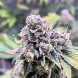 Slurricane