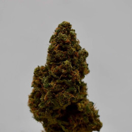Sour Betty