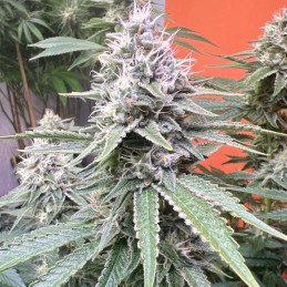 Bubba Kush