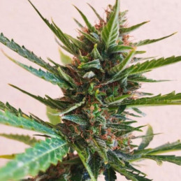 CBD Blue Shark