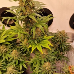 Gorilla Zkittlez