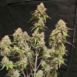 Peyote Critical