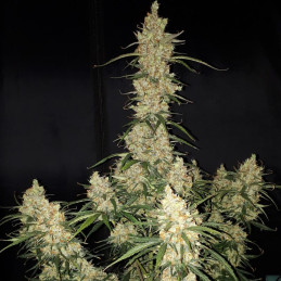 Big Devil 2 Auto