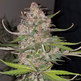 C4 Auto