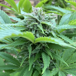 Easy Sativa Fast