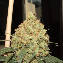 Gorilla Maroc Fast