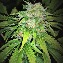 Medical Crack Auto