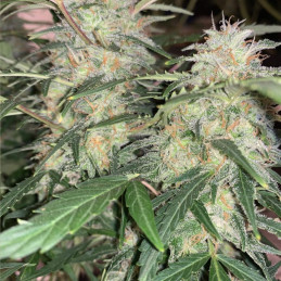 Super Critical Auto