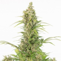 White Widow CBD Auto