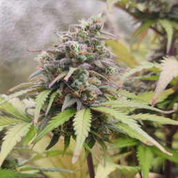 Auto NBA Diesel