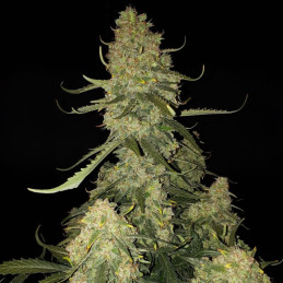 Auto Wild Dwarf