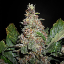 CBD Good Wild Shark