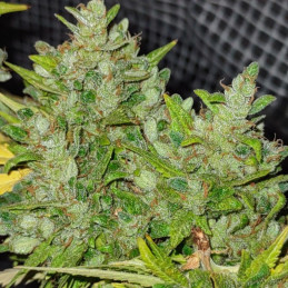 Dark Domina