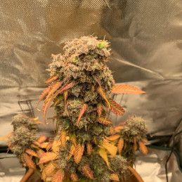 Early Top Skunk