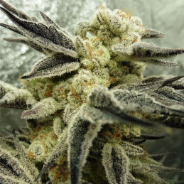 Critical Jack Herer