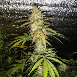 Auto Banana Blaze