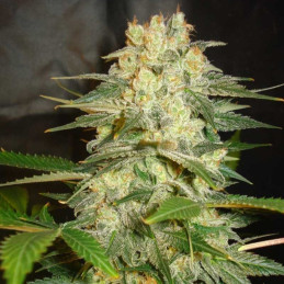Star Ryder Auto