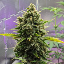 Strawberry Cough