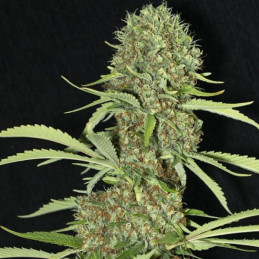 Jamaican Dream