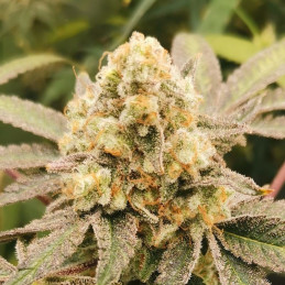 Fastberry Auto
