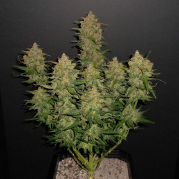 Lemon AK Auto