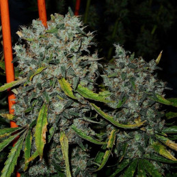 Six Shooter Auto