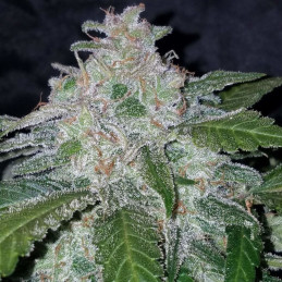 Tangie'matic Auto