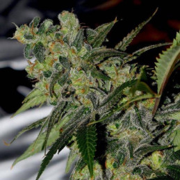 Auto Speed Bud