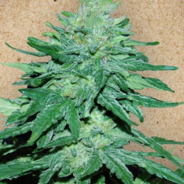 Auto White Widow X Big Bud
