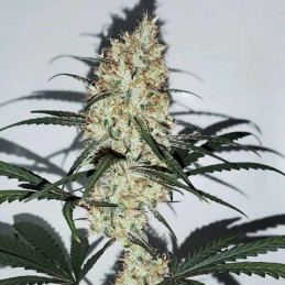 Grape Amnesia