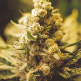 Lemon Kush